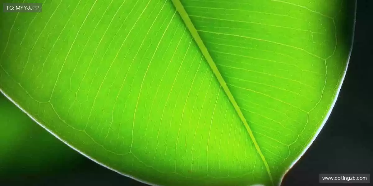 🚀 点击即达，开启你的体育梦想之旅！✨